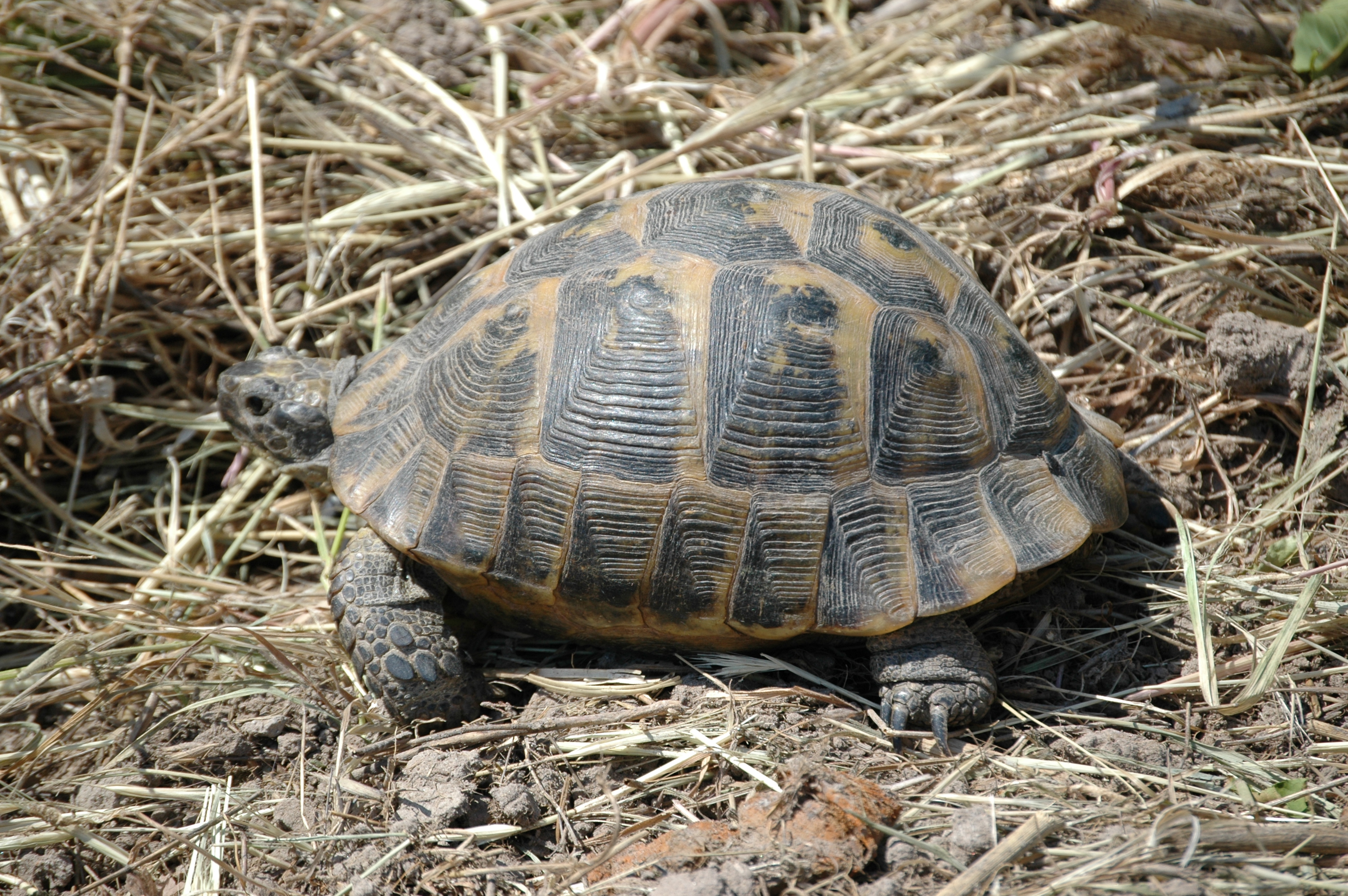 photos/wildlife/Reptile_Species/Lesvos 2006 0179.JPG